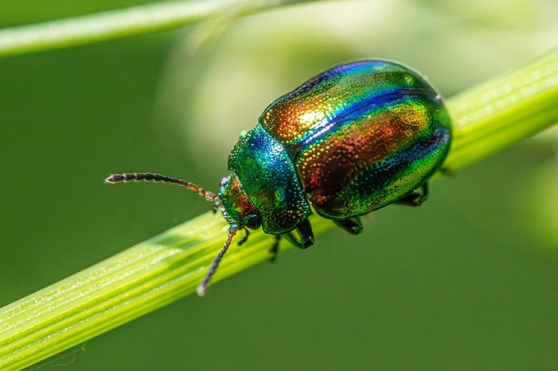 Common pests