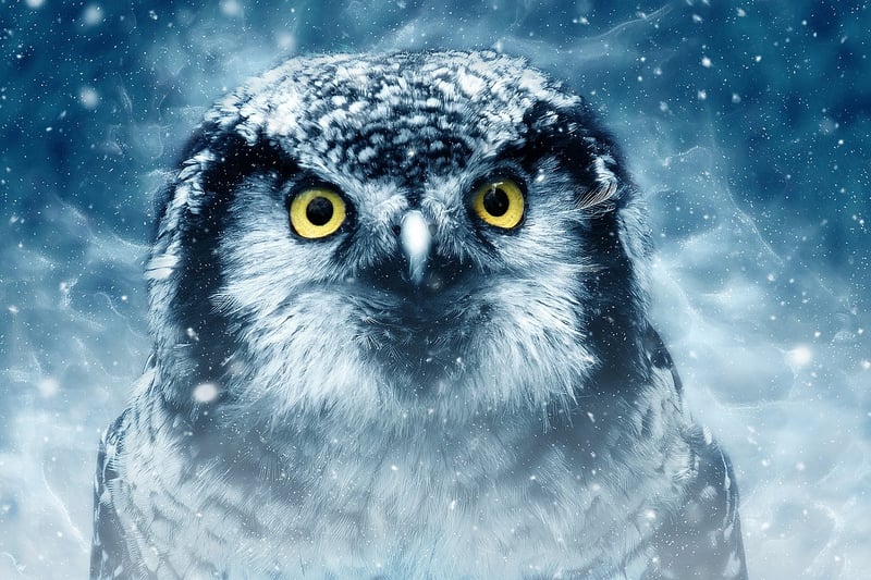 Nature-inspired illustrations