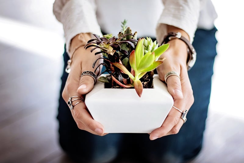 Seasonal plant care