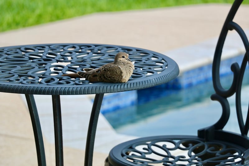 Outdoor Oasis