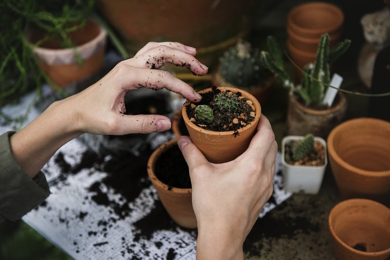 Seasonal Plant Care